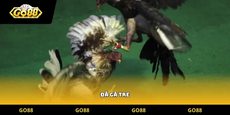 đá gà tre