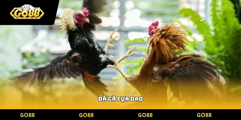 đá gà cựa dao