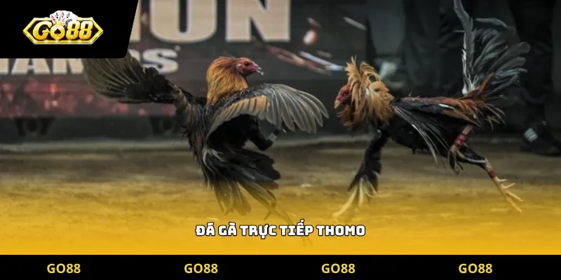 đá gà trực tiếp thomo